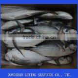 Frozen Hard Tail Scad Fish