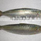 Frozen Sardine Fish,frozen Sardine Fish ,for Canned Sardine , thumbnail-1