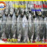 FROZEN MUROAJI FOR TUNA BAIT thumbnail-2