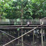 Lagerstroemia Speciosa Dia 6-20cm Landscaping Tree thumbnail-6