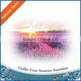 Lavender Oil for Perfume Essence thumbnail-3