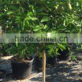 Citrus Latifolia - Lime Tree thumbnail-5
