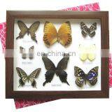 Dried Real Frame Real Butterfly thumbnail-4