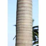 Artificial Royal Coco Palm thumbnail-3