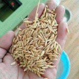 Combined Rice Mill 200kg Per Hour Small Rice Mill Machine thumbnail-4