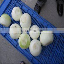 Onion Skin Removing Machine thumbnail-4