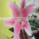 Best Quality Sell Chinese Fresh Cut Color Lily thumbnail-6