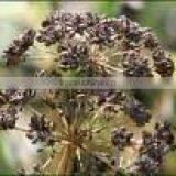 Parsley Seed Oil thumbnail-1