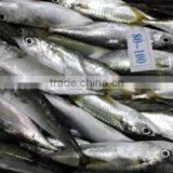 Good Quality Frozen Pacific Mackerel Fish for Sale thumbnail-3