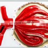 Nephron, Renal Corpuscle Model Demonstration Teaching Biological Science Instruments for Middle School Students thumbnail-4