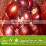 Export Quality Fresh Red Onion thumbnail-3