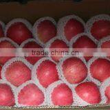 88# Qinguan Apple thumbnail-2