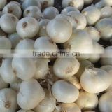 Premium Quality Indian Fresh White Onion at Lowest Price