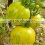 Mid-early maturity high resistant hybrid yellow tomato seeds yellow ball F1
