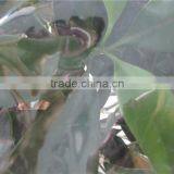 100% New Material UV Resistant Clear Plastic Protective Film for Agricultural thumbnail-2