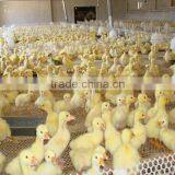 Best Price!! HDPE Construction Safety Net/construction Safety Net/Plastic Net Plastic Flat Mesh thumbnail-5