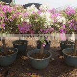 Bougainvillea Spectabilis thumbnail-3