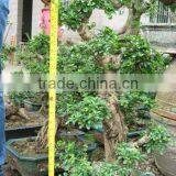 Carmona Microphylla Bosnai Export thumbnail-1