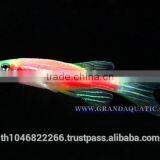 Pink Danio Fish Farm For Sale and Aquarium Fish Export thumbnail-1