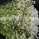 Fresh Color Unique Flower Gift Gypsophila thumbnail-6