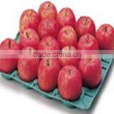 Paper Pulp Automatic Fruit Tray Production Line thumbnail-6
