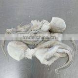 Frozen Baby Octopus Good Manufacturer thumbnail-2