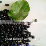 Small Black Kidney Beans thumbnail-5