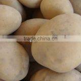 2017 Pakistan New Crop Fresh Potato