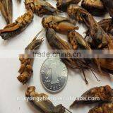 Pet Bird Food Vacuum Dried Crickets thumbnail-5