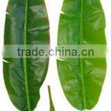 Monstera Leaves,dried Banana Leaf ,foliage Tree Leaves Decoration thumbnail-6