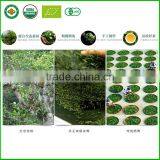 Loose Leaf Aged Pu'er Pu-erh Tea Lao Ban Zhang Ripe Puer Tea thumbnail-4