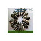 24/64 Sunflower Seeds 5009 thumbnail-1
