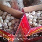 Chinese Natural 5cm Red Garlic Loose Packing In 10kg Box thumbnail-5