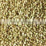 raw Buckwheat kernels with best prcie Inner Mongolia origin