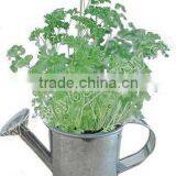 Watering Pot Plant,Kitchen Plant,Mini Plant thumbnail-1