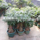 Different Size Decorative Flowers Plants and Trees thumbnail-2