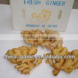 2016 New Ginger Buyer ( High Quality) thumbnail-1