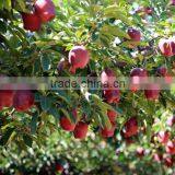 Fresh Apple Fruit for Sale Apple Fruit Fresh Price for Fresh Apple thumbnail-6