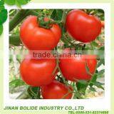 Supply Chinese 70-4500g Canend Tomato Paste thumbnail-1