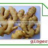 Fresh Ginger thumbnail-1