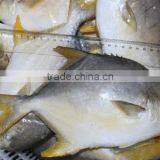 Inflatable Tentacles Gold Pomfret thumbnail-2