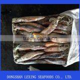 Frozen Illex Squid 200-300g