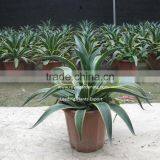 Agave Americana Ornamental Plants thumbnail-2