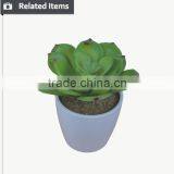 Kazuko Aoki Mini Succulent Plants Buy Direct From China Factory thumbnail-2