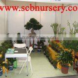 Peony Bonsai Nursery Plant Supplier thumbnail-3