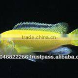 Cichlid Fish Farm for Sale and Export thumbnail-5