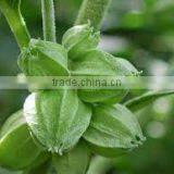 Ashwagandha Extract thumbnail-2