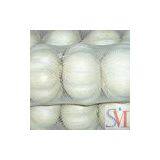 Sell White Garlic thumbnail-1