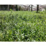 Raw Wild Black Goji Seeds for Planting Organic Goji Berry Seeds thumbnail-2