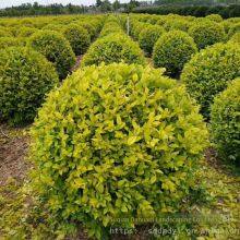 the Price of Ligustrum Vicaryi Balls is Cheap and the Survival Rate is High. thumbnail-1